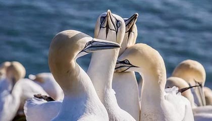 b体育娱乐-B体育官网_鹈鹕阿尔瓦拉多40分，击败活塞，阿尔瓦拉多拳击