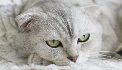 B体育网页版登录-B体育官网_黄蜂三球三双，击败魔术，nba黄蜂三球