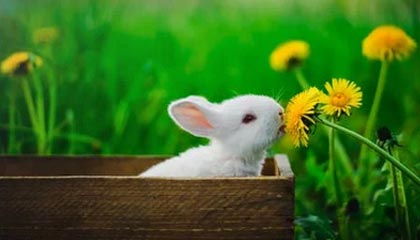 B体育-B体育官网_鹈鹕麦科勒姆40分，击败活塞，麦科勒姆运球