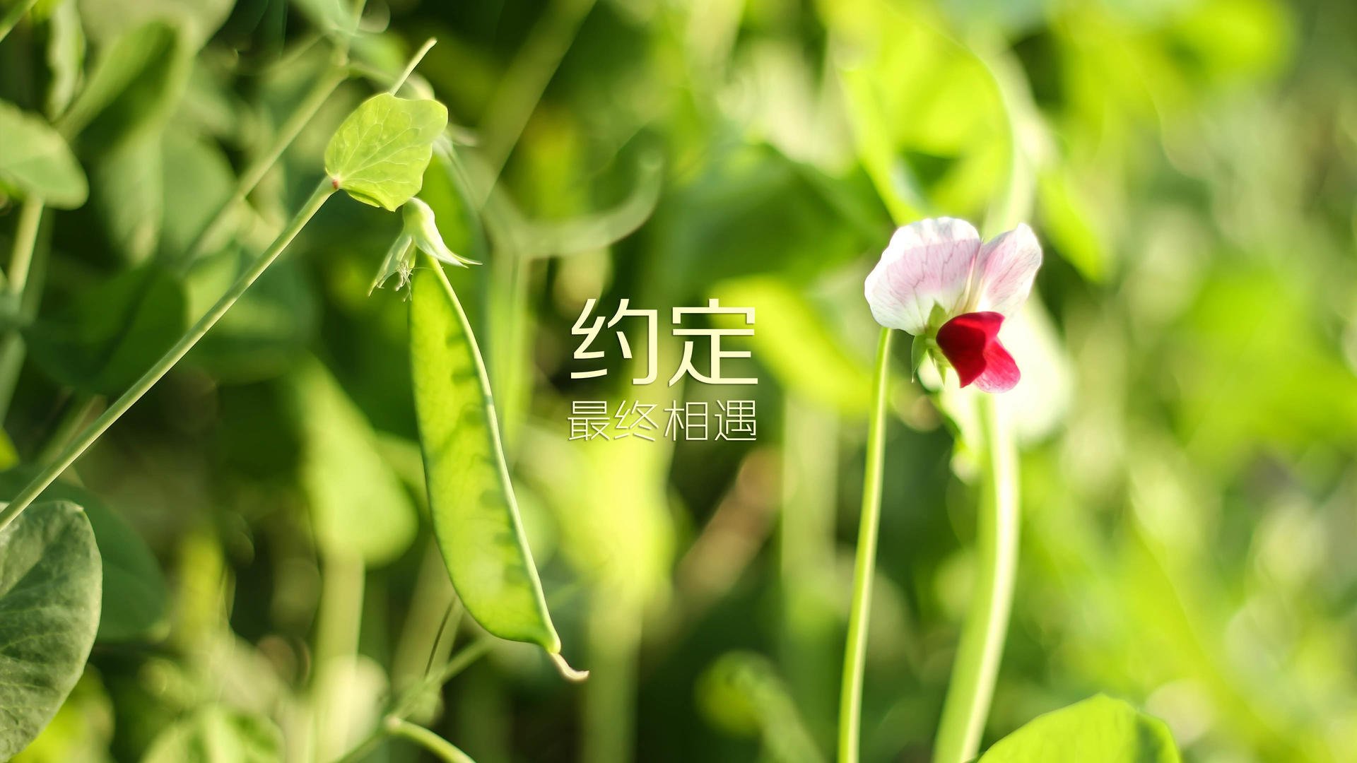 _知名企业冠名：商业合作推动运动普及_，商业合作的意思
