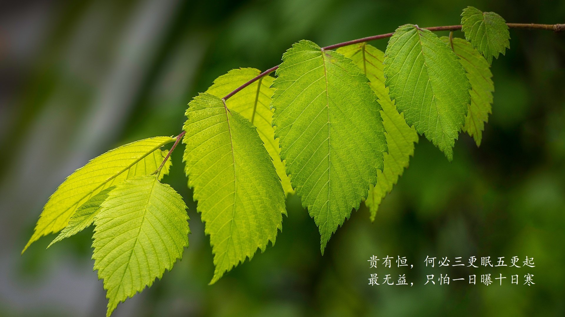 篮球运动员专项技能训练智能辅助工具研发，篮球运动员功能性训练