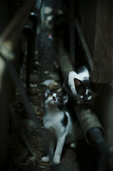 美洲杯运动员的科学训练内容，美洲杯运动员的科学训练内容是什么