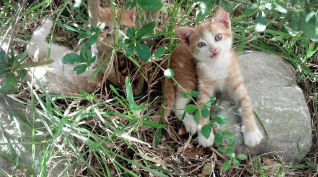 英国队冲刺阶段技压群雄，英国队阵型